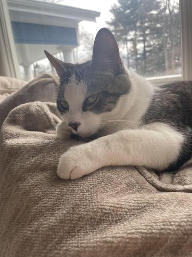 Lost Male Cat last seen Buttery Rd and Comstock, Norwalk, CT 06850
