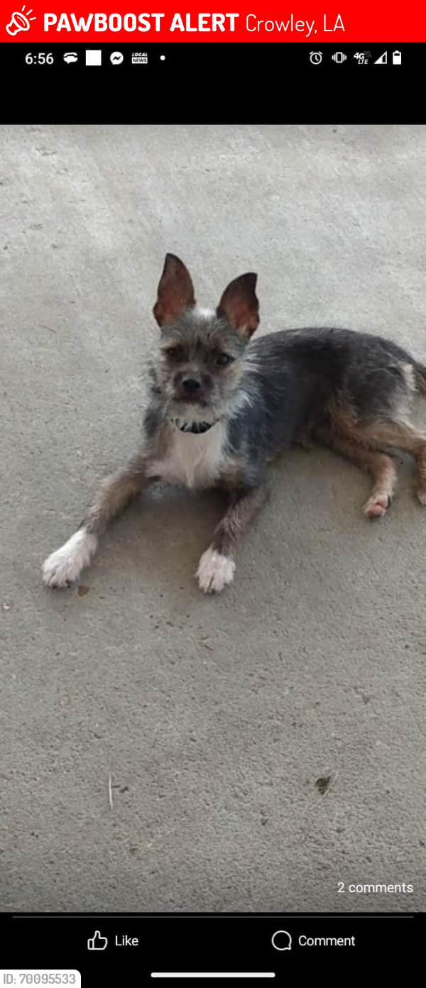 Lost Female Dog last seen Across the street from the south Crowley truck stop, Crowley, LA 70526