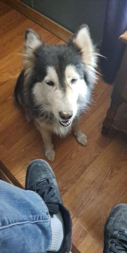 Lost Female Dog last seen Krafter Road, Perry Township, OH 43135