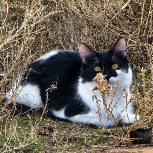 Lost Female Cat last seen Cashmire/bataglia/lamb, Arizona City, AZ 85123