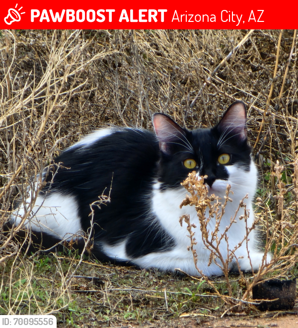 Lost Female Cat last seen Cashmire/bataglia/lamb, Arizona City, AZ 85123