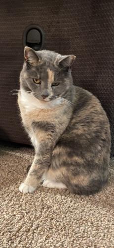 Lost Unknown Cat last seen Metro Pet Leola 2457 New Holland Pike Lancaster, PA  17601 United States, Lancaster, PA 17601