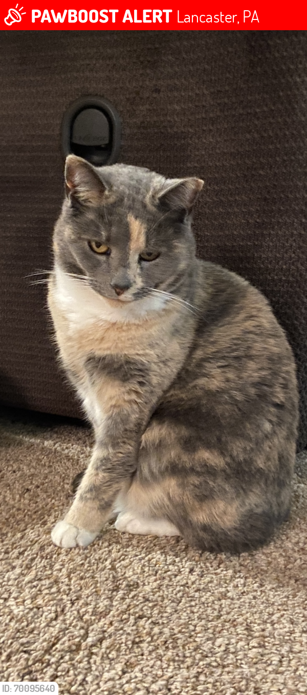 Lost Unknown Cat last seen Metro Pet Leola 2457 New Holland Pike Lancaster, PA  17601 United States, Lancaster, PA 17601