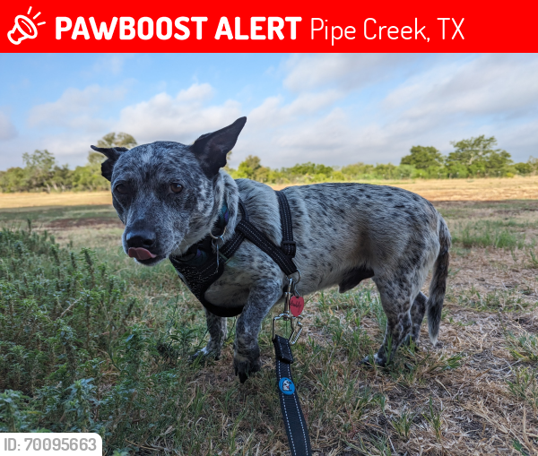 Lost Male Dog last seen Indian Creek and Timbercreek, Pipe Creek, TX 78063