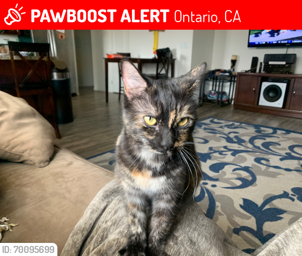Lost Female Cat last seen Mountain and W Jacaranda- Near the Framers Market, Ontario, CA 91762