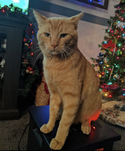 Lost Male Cat last seen Down the street from the Starbucks off of Los coaches , El Cajon, CA 92021