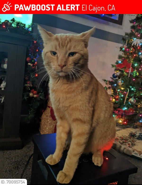 Lost Male Cat last seen Down the street from the Starbucks off of Los coaches , El Cajon, CA 92021