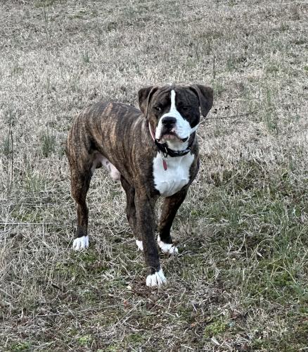 Lost Male Dog last seen Rt. 648 and St Rt 522, Mineral, VA 23117