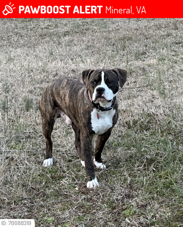 Lost Male Dog last seen Rt. 648 and St Rt 522, Mineral, VA 23117
