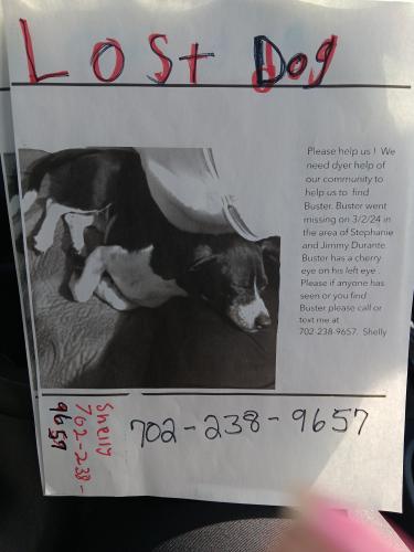 Lost Male Dog last seen Stephanie and Jimmy Duran , Sparks, NV 89434