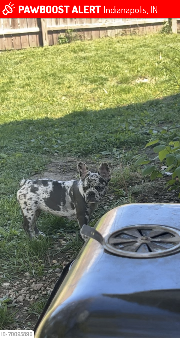 Lost Female Dog last seen Last seen by dollar general on Illinois, Indianapolis, IN 46208