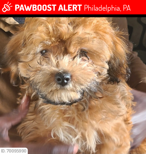 Lost Male Dog last seen Poplar , Philadelphia, PA 19123