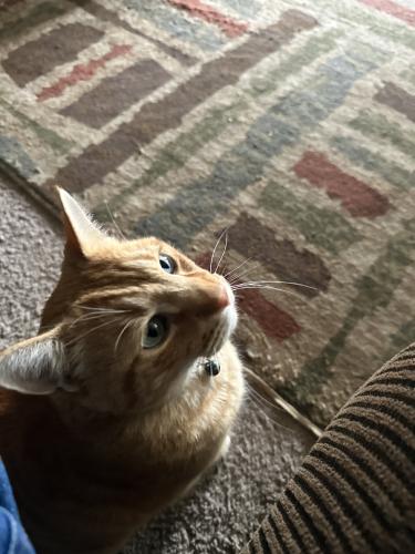 Lost Male Cat last seen North Haven Drive and Watt Avenue by Weinerschnitzel, North Highlands, CA 95660