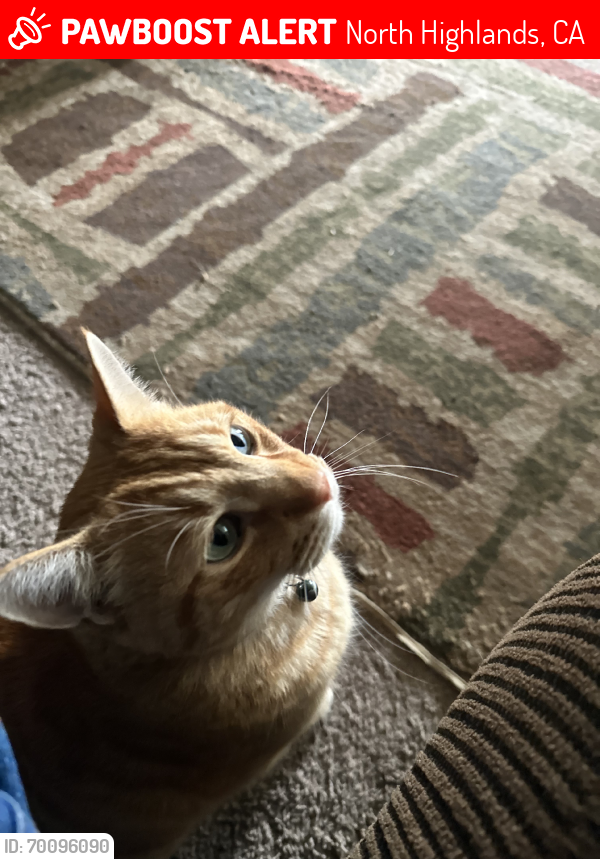 Lost Male Cat last seen North Haven Drive and Watt Avenue by Weinerschnitzel, North Highlands, CA 95660
