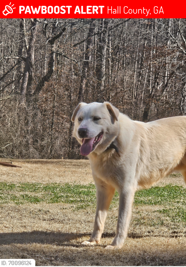 Lost Male Dog last seen Dudley hill rd and price rd, gainesville ga, Hall County, GA 30506