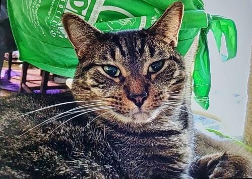 Lost Male Cat last seen Hwy 77 & Palomino , Apple Valley, MN 55124