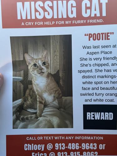 Lost Female Cat last seen Aspen Place apmts , Gardner, KS 66030