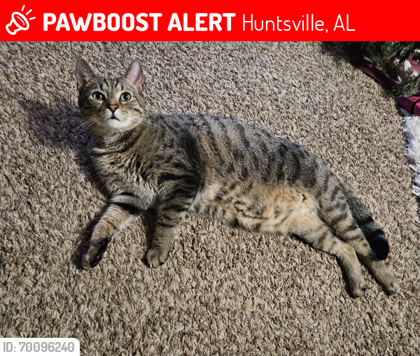 Lost Male Cat last seen Hollington and Shadowbrook , Huntsville, AL 35811