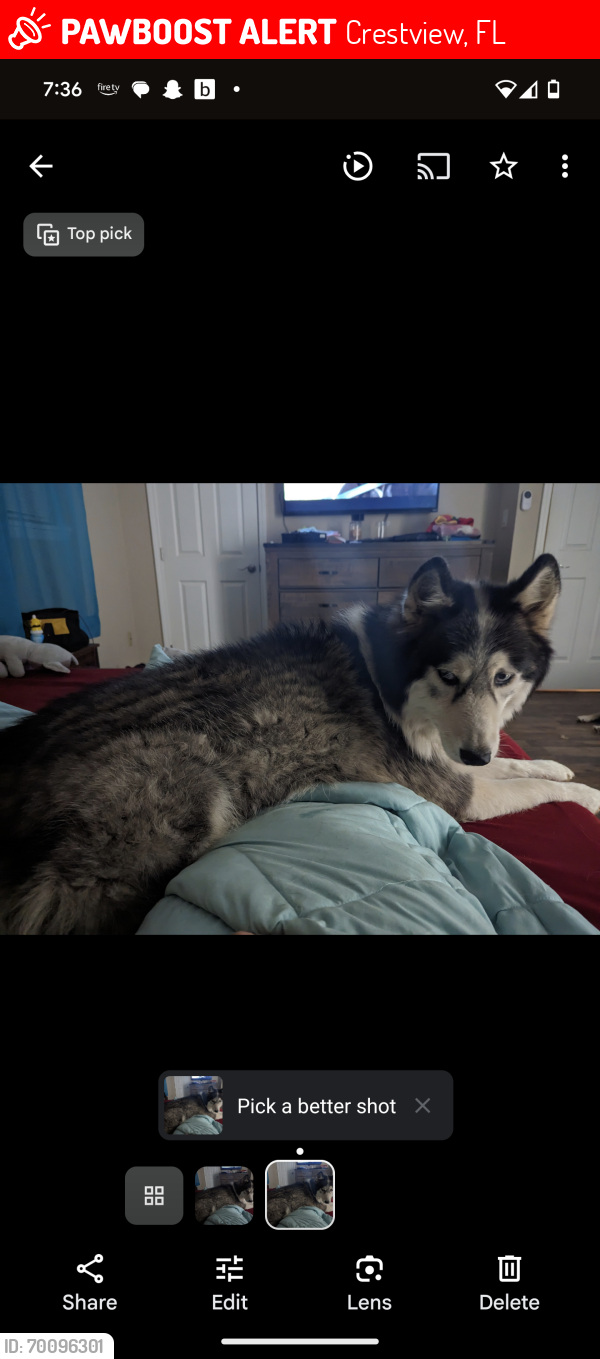 Lost Male Dog last seen Texas parkway and 8th avenue , Crestview, FL 32536
