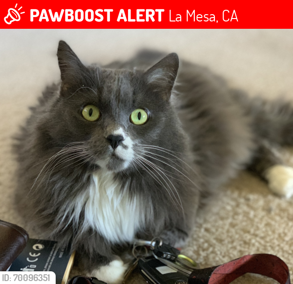 Lost Male Cat last seen Lake Murray Blvd., La Mesa, CA 91942