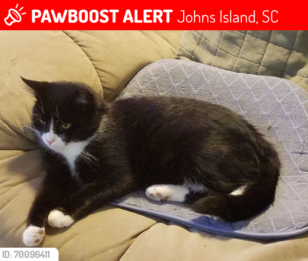 Lost Male Cat last seen Fenwick Hills, Johns Island, SC 29455