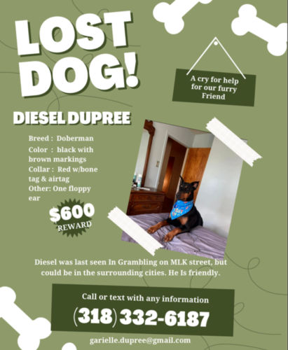 Lost Male Dog last seen Wayside, Grambling, LA 71245