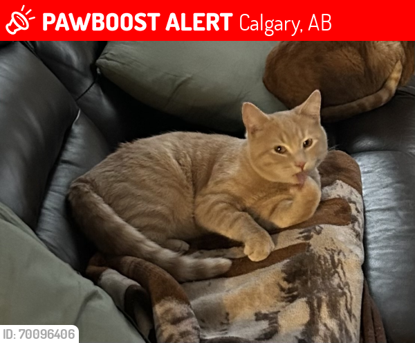 Lost Male Cat last seen Near Avenue SE and 38Street SE, Calgary, AB 