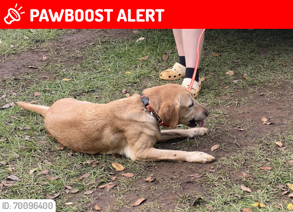 Lost Female Dog last seen Near e Mount Enterprise TX, Mount Enterprise, TX 75681
