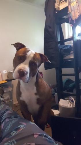 Lost Male Dog last seen East 5th Ave, Columbus, OH 43201