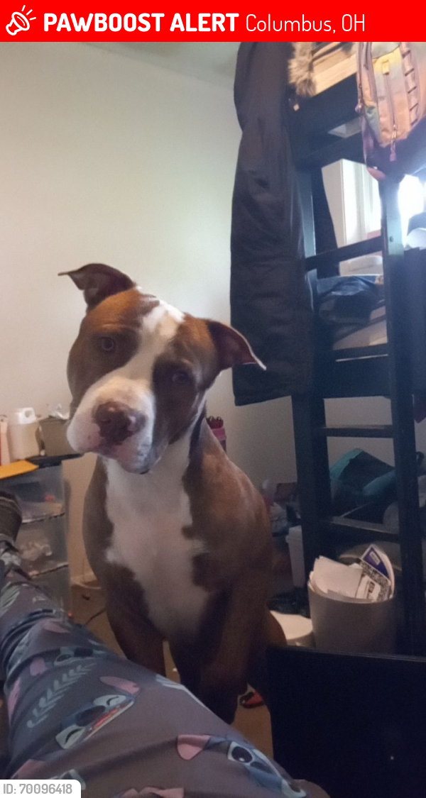 Lost Male Dog last seen East 5th Ave, Columbus, OH 43201