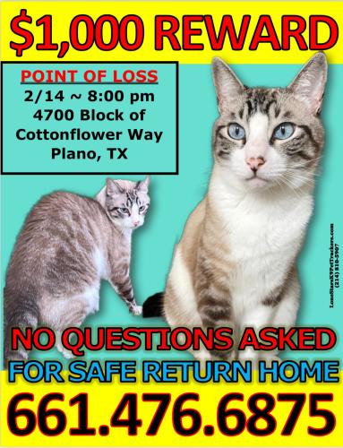 Lost Male Cat last seen Lorimar, Plano, TX 75024