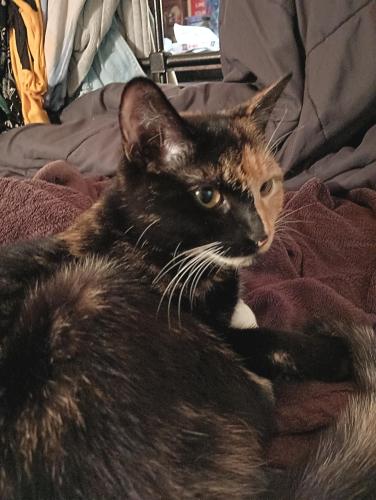 Lost Female Cat last seen Near McPherson , Lowell, MA 01850