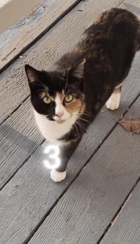 Lost Female Cat last seen Harbour side ct, Chesterfield County, VA 23112