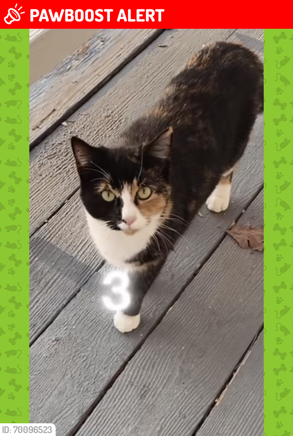 Lost Female Cat last seen Harbour side ct, Chesterfield County, VA 23112