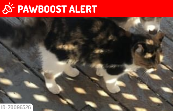 Lost Female Cat last seen Full rack drive , Chesterfield County, VA 23112