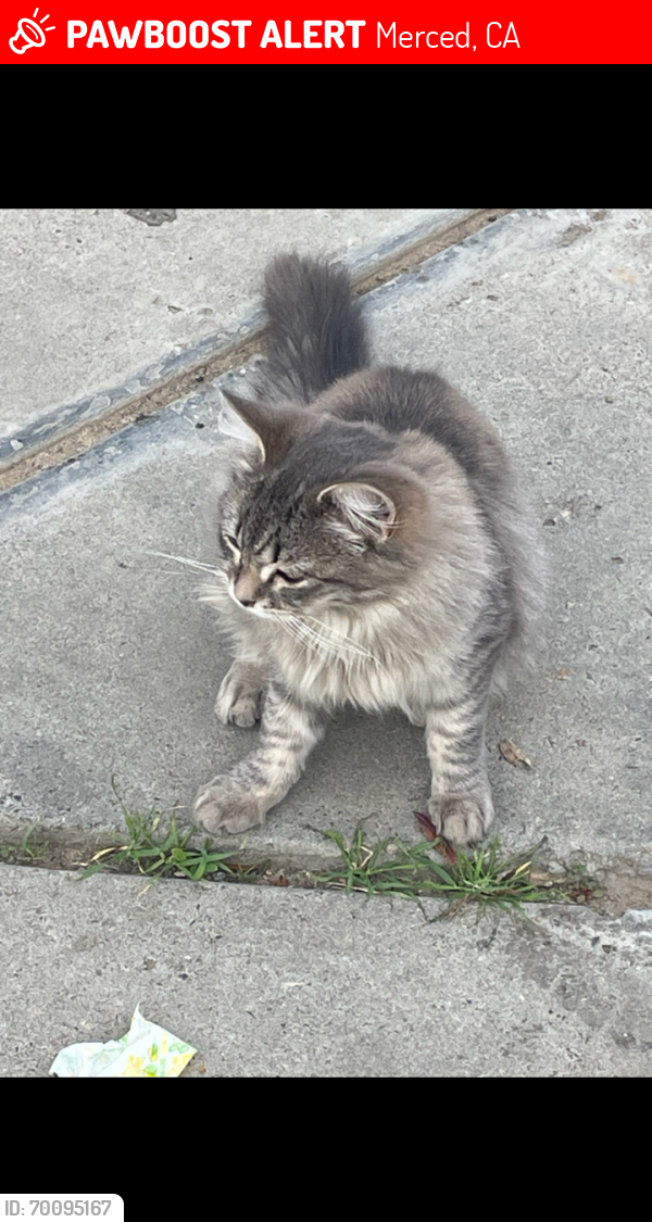 Lost Male Cat last seen Child's Ave, Gerard Ave, South Canal Street, M St, N St, Alicia Reyes School, Merced, CA 95341