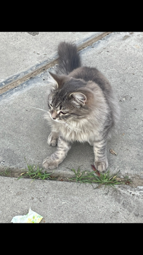 Lost Male Cat last seen Child's Ave, Gerard Ave, South Canal Street, M St, N St, Alicia Reyes School, Merced, CA 95341