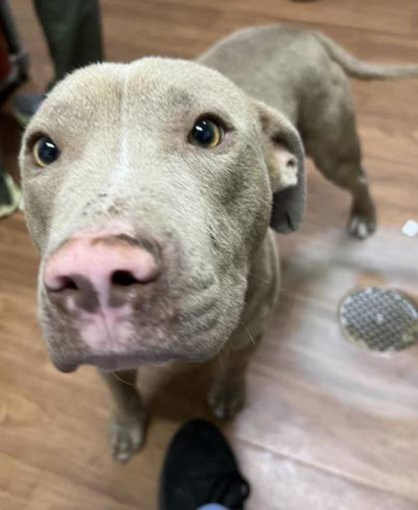 Shelter Stray Male Dog last seen Near TRUMAN, 70811, LA, Baton Rouge, LA 70820