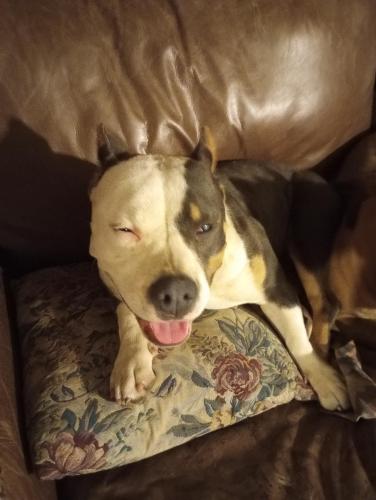 Lost Female Dog last seen n. Saint John avenue  betwt Midwest Blvd and Spencer Rd and n.e. 10rh st, Midwest City, OK 73110