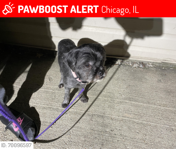Lost Male Dog last seen Adams kostner, Chicago, IL 60624