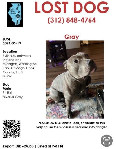 Lost Male Dog last seen E 59th street and Michigan Ave , Chicago, IL 60637