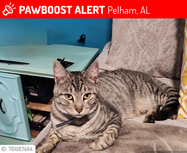 Lost Male Cat last seen Hwy 52 W. & Lee St. Pelham AL 35124, Pelham, AL 35124