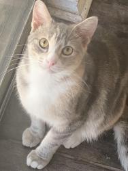Lost Female Cat last seen Sundance Trails neighborhood off of potranco , San Antonio, TX 78245