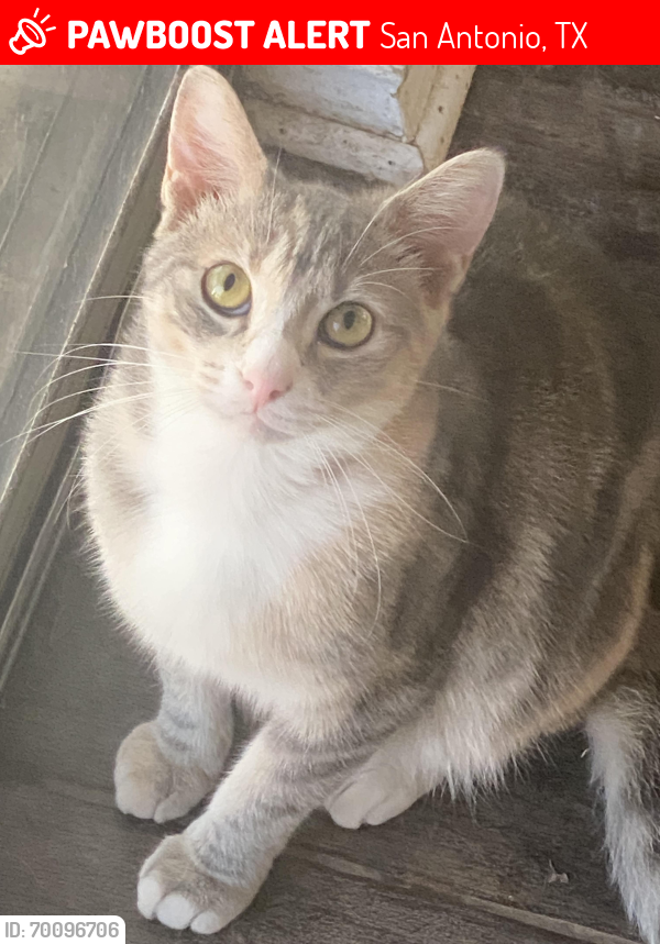 Lost Female Cat last seen Sundance Trails neighborhood off of potranco , San Antonio, TX 78245