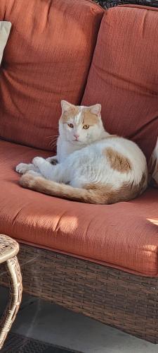 Lost Male Cat last seen Berwyn and figueroa, Dearborn Heights, MI 48127