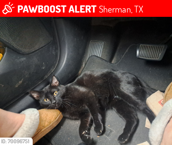 Lost Female Cat last seen Walmart Sherman Tx, Sherman, TX 75090