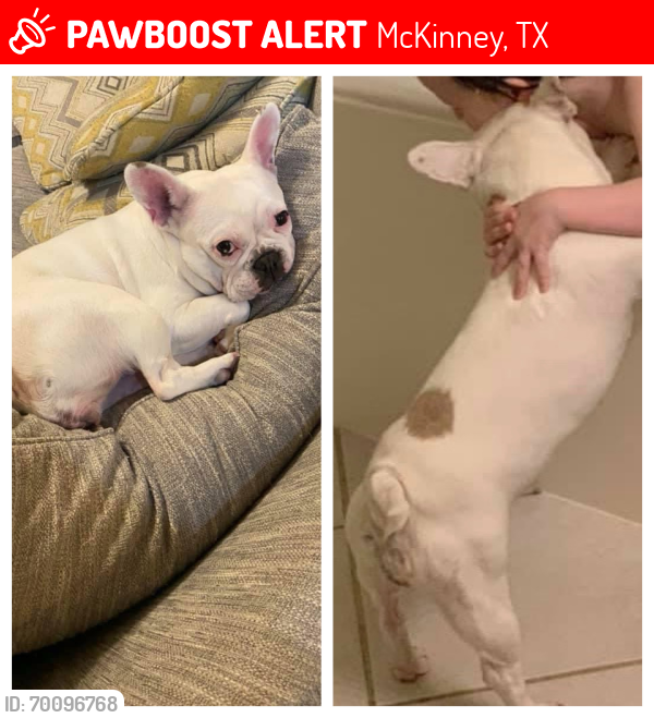 Lost Female Dog last seen Rockwall st McKinney texas, McKinney, TX 75069