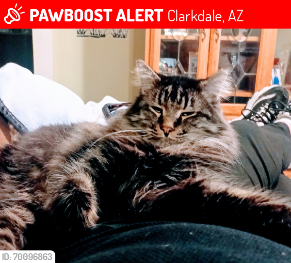 Lost Male Cat last seen Lower Clarkdale , Clarkdale, AZ 86324