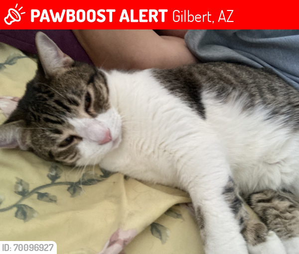 Lost Female Cat last seen So Oak Ct just north of culdesac, Gilbert, AZ 85233