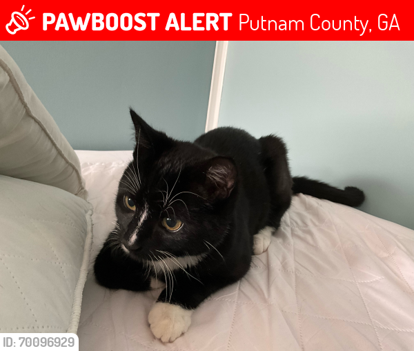 Lost Male Cat last seen Scuffleboro Road, Putnam County, GA 31024